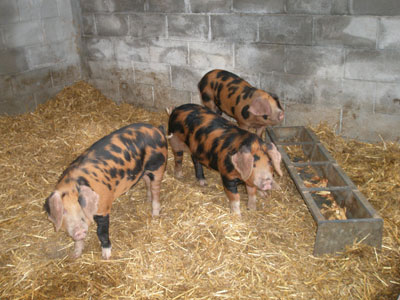 welfare important sandy oxford piglets
